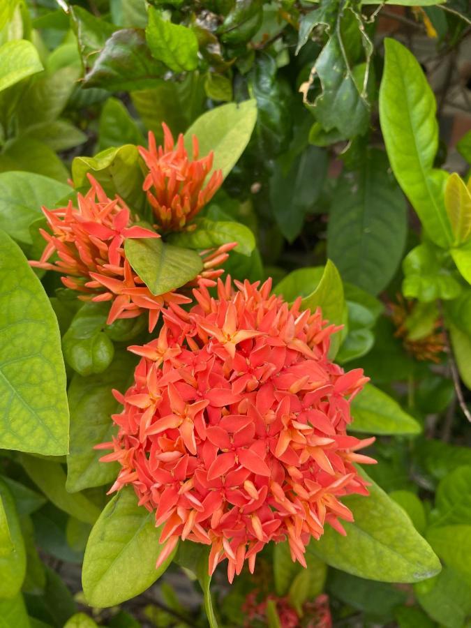 נין בין Tam Coc Golden Sky Homestay מראה חיצוני תמונה